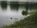 Mom and Baby Ducks