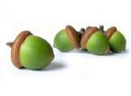 acorns