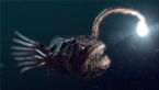 anglerfish