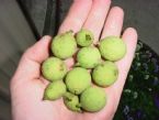 babywalnuts