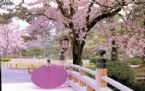 beautifulpicturecherryblossomsinJapan