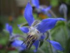 borage flower, deep blue