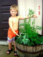 lomatium in planter