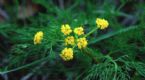 lomatium