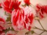 millinery carnations