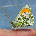 orange tip butterfly