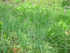 wild garlic weed 004