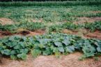 Cantalope Plants