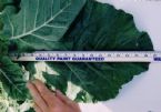 Collards Leaf1