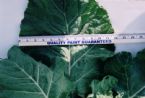 Collards Leaf2