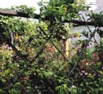 dwarf apple living fence ... (Click to enlarge)