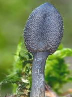 Cordyceps Mushroom