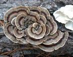 Coriolus Versicolor Mushroom