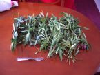 Cut oleander leaves