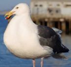 Seagull on a Western Diet