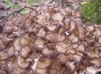 Maitake Mushroom ... (Click to enlarge)