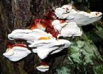 Reishi Mushroom