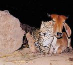 cow mother and leopard baby