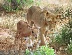 lion mother and calf baby