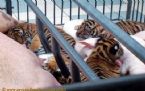 pig feeds tigers 01