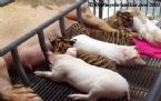 pig mother feeds tiger babies