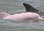 pink dolphin