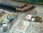 tiger and piglets 05