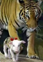 tiger and piglets 06