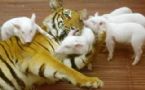 tiger and piglets 08