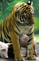 tiger and piglets 09