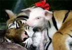 tiger and piglets 10