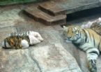 tiger and piglets 12