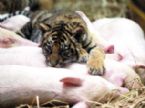 tiger and piglets 14