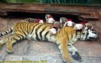 tiger mother love piglets