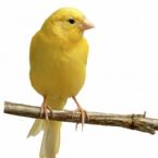 canary