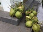 Fresh Thai Coconuts