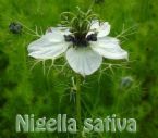 nigella sativa/black seeds