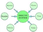 Immune System