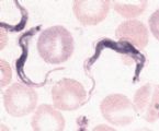 Trypanosoma2