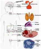 Endocrine System Logo