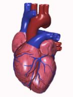 heart animation ... (Click to enlarge)