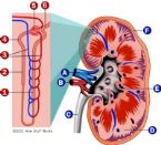 Kidney Physiology Logo