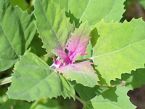 lambsquarters