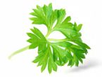 parsley ... (Click to enlarge)