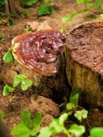 reishi