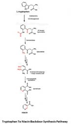 tryptophan to niacin