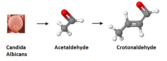 //www.curezone.org/upload/_C_Forums/Candida/candida_albicans_to_acetaldehyde_to_crotonaldehyde.png