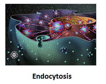 //www.curezone.org/upload/_C_Forums/Candida/endocytosis.png