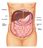 Abdomen anatomy adult ... (Click to enlarge)