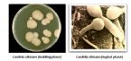 Candida Albicans morphology ... (Click to enlarge)